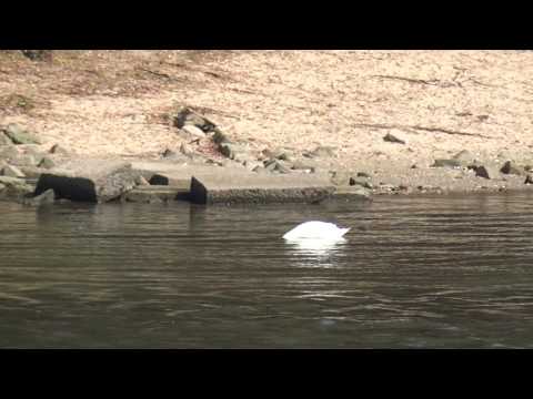 10 Septer 2016 14:11 Swans Wesenitz mouth Pirna