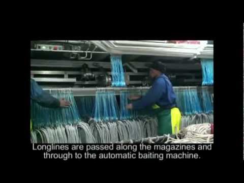 Automatic Longline - Shooting hooks