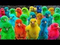 Catch Cute Chickens Colorful Chickens Rainbow Chickens Rabbits Ducks Cute Animals 69