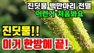 진딧물 이렇게 많은것 처음 이것 뿌려주면 쉽게 박멸해요/ 쉬우면서 효과좋은 천연 살충제/ 님오일효과