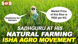 Sadhguru At His Natural Farming - The Price of This Rice is ₹500 per KG | Isha Agro Movement |
