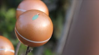 The Oranges: Collab Edit