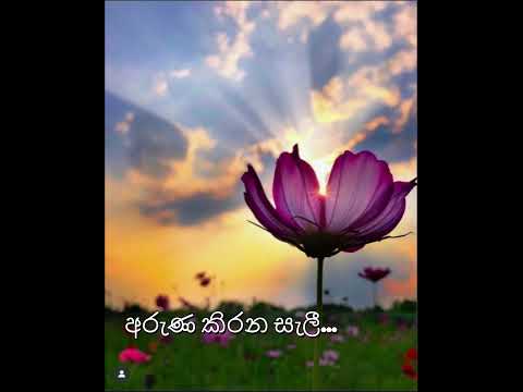 ARUNA KIRANA SELI - CLARENCE WIJEWARDHANE - (COVER)