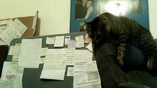 Here Kitty Kitty [Thumbelina vs Chair]