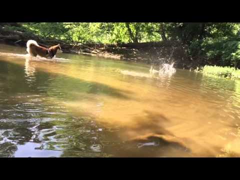 Siberian Husky-Slow Motion on Water Hd
