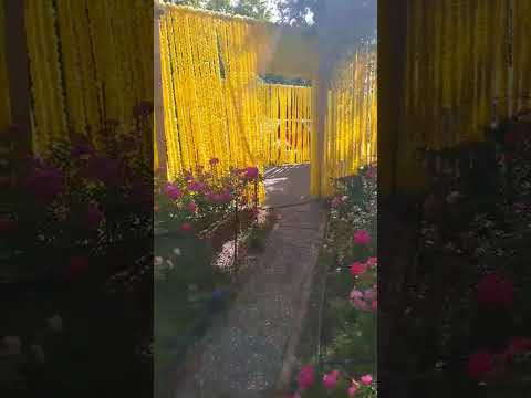 цветы Ашрам Шпринген #flowers #ashram Vishwananda Springen #germany #nature #garden