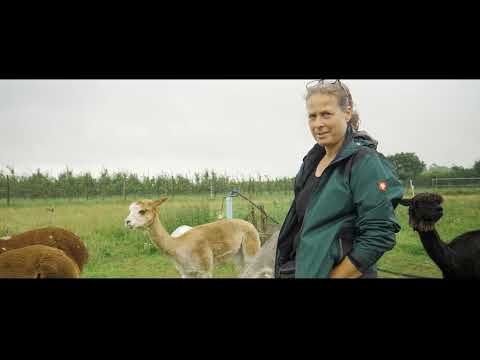 Mit dem Alpaka in der Eifel unterwegs