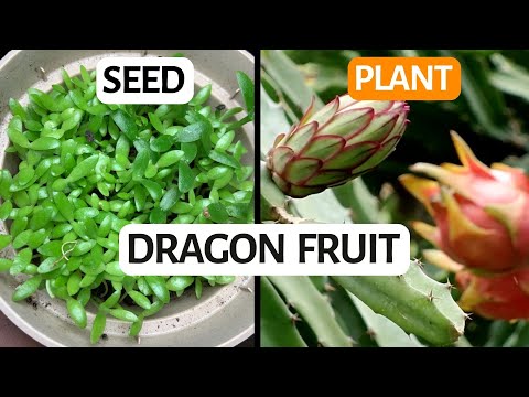 How to Grow Dragon Fruit in Your Own Backyard (from seed)