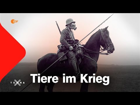 Diese Tiere mussten an die Front | Terra X