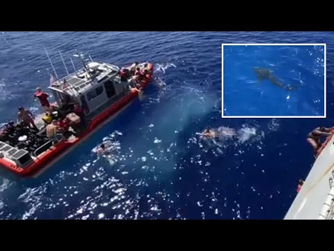 Coast Guard Shoots Shark That Stalked Them While They Were On A Group Swim