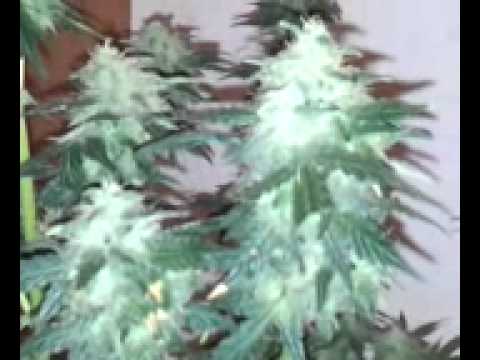 Ak47 auto harvest day 63..