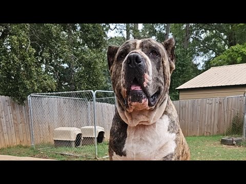 Pure Quality Canines home of the Americane da Presa.We breed family companions and home protectors.