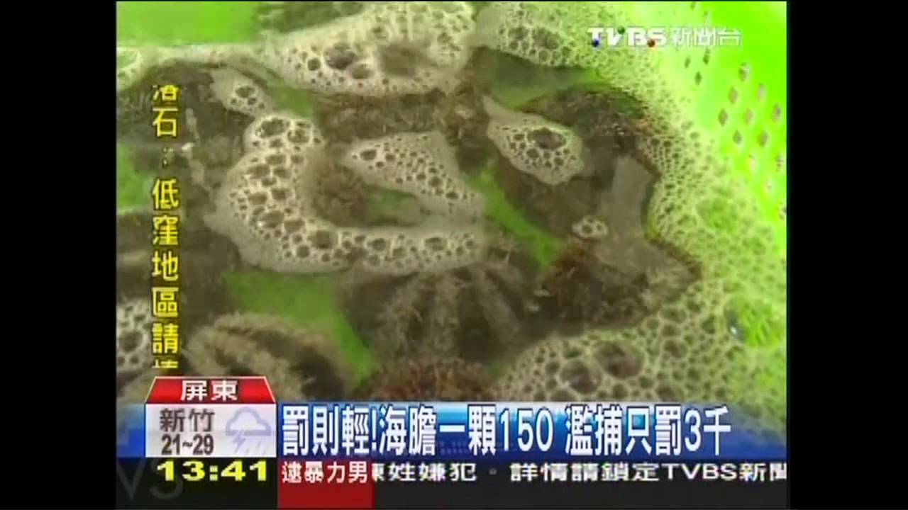保護區濫捕大啖海膽！　後壁湖數量減半