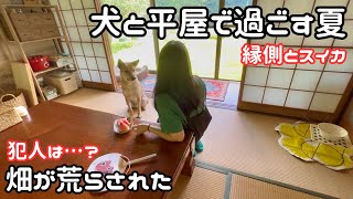 【独身女と保護犬】夏の田舎暮らし｜とれたてじゃがいもでじゃがバター【平屋暮らし】
