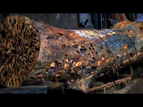 The Most Terrifying Sawmill Operation Yet !! Rain Tree Full of "Eyes" Stuns Everyone