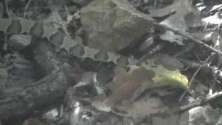 preview picture of video 'Two copperheads at Clinton Lake'