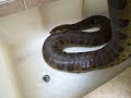 This is a pair of Anacondas we have raised up for many years. The female is most likely one of the largest tame Anacondas in captivity today in the world. Here name is Annie and her smaller yet just as impressive man is Andy!