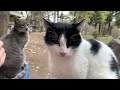 Cute Cats Gray Cat White Black Cat