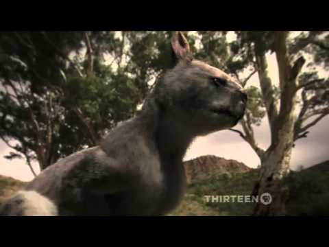 Australia's First 4 Billion Years: Strange Creatures