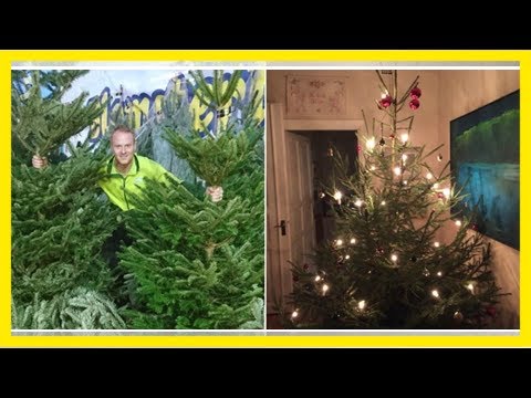 Så tar du hand om din julgran