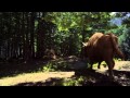 ZUBR Beer Commercial Stag