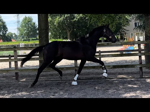 ‘Ojiolympia’ || 3yrs KWPN dressage prospect by Hometown x Sezuan