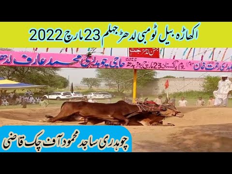 Akhara bail ludhar jhelum 23rd March 2022| bull race ludhar 2022| chudhry sijad Mehmood of chak qazi