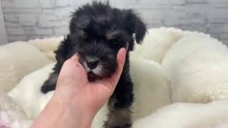 ミニチュアシュナウザーの動画01