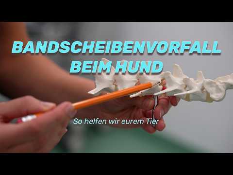 Bandscheibenvorfall beim Hund – Diagnose und Behandlung erklärt