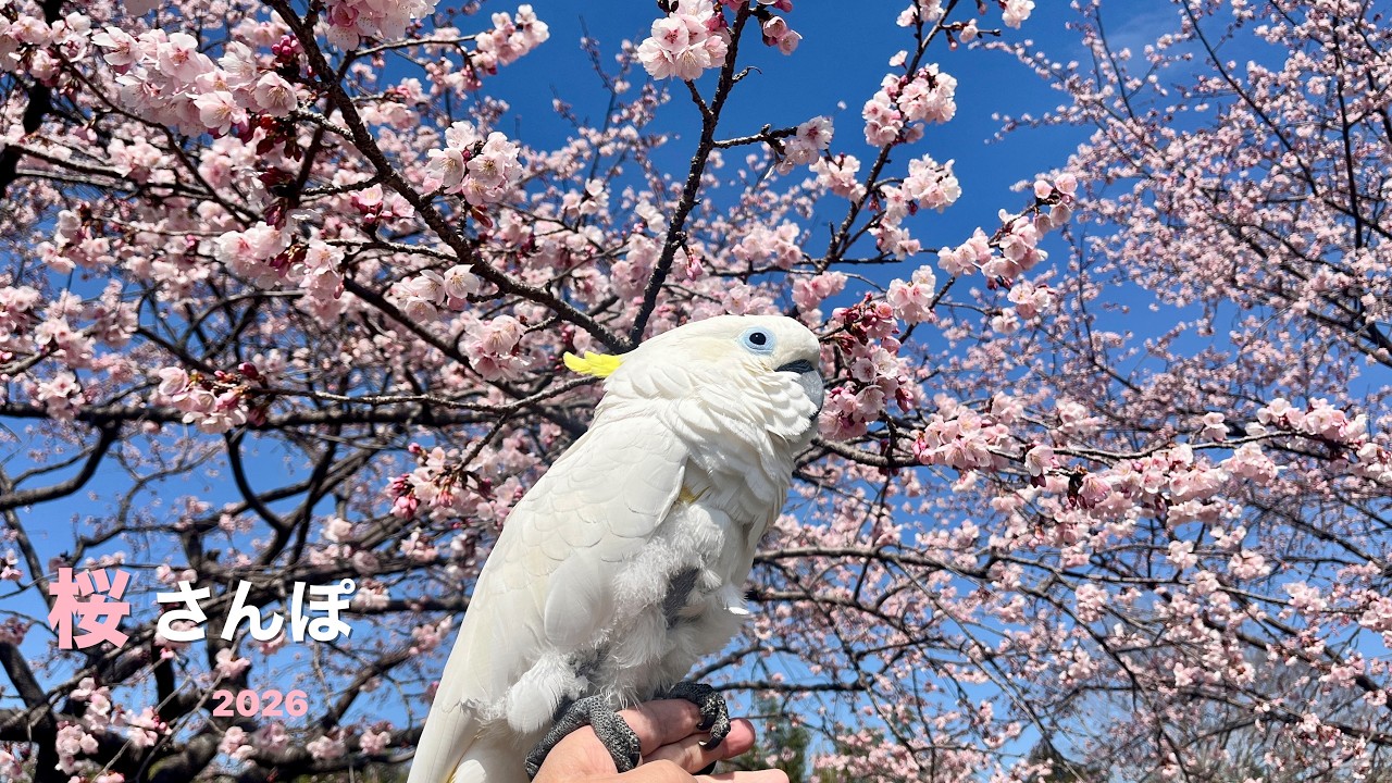 【散歩】桜さんぽ 2026