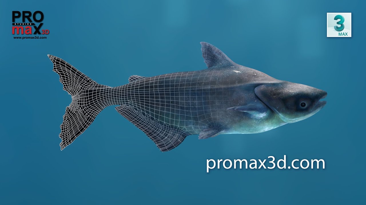 Mekong Giant Catfish 3D Model