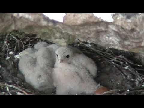 Kestrel chicks in old Ravens nest.