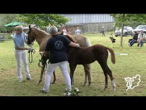 Deutsches Reitpony Stutfohlen von Avalon Charles  - Feingold - Dunemor Heat