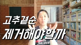 노지고추, 고추곁순제거. 방아다리 첫고추 제거 꼭 해야할까. 안하는 이유는?