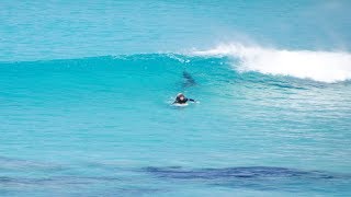 Close encounter with Great White Shark : Surfer approached by shark at crowded West Beach