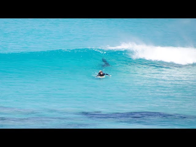 Close encounter with Great White Shark : Surfer approached by shark at crowded West Beach