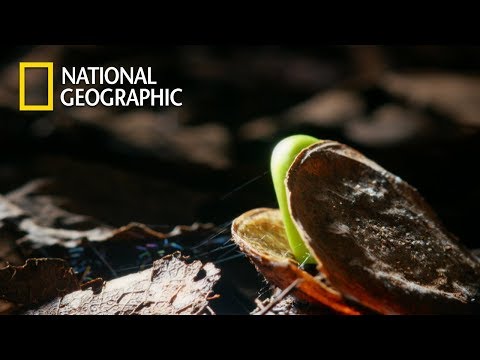 When 27M Tons of African Dust falls upon Amazon｜National Geographic