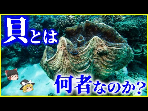 マルボルゲについて詳しく解説