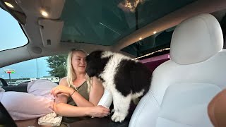 Meet Walter The Newf! Tesla Model 3 Road Trip From Florida Back To Colorado - Part 1