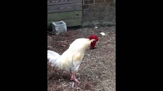 English Marans Rooster crowing in slow motion