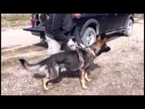 Ares- Search and Rescue