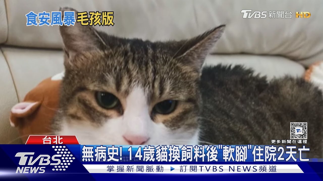 貓糧食安危機? 4貓換飼料釀「1死2低血鉀」