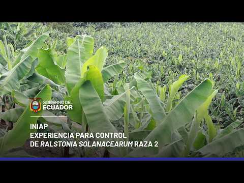 Experiencia para el control de Ralstonia Solanacearum raza 2 en una finca de banano orgánico