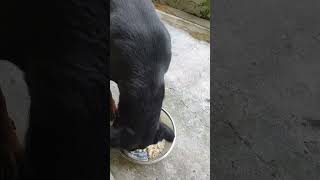 Rottweiler Baron Akşam Yemeği