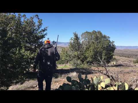 Arizona Gambel's Quail Hunting with German Shorthaired Pointer's