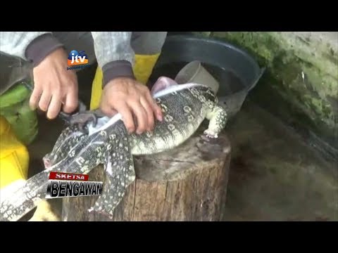 Sialan kontol kecil Tingtur bawang putih dengan impotensi