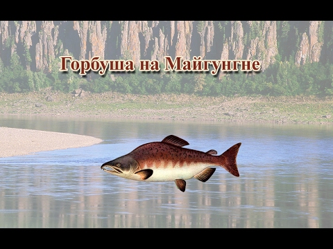 Русская Рыбалка 3.99 Горбуша на Майгунгне