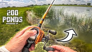 Summer Pond Fishing in SHALLOW Water! ("200 Ponds" Ep. 27)