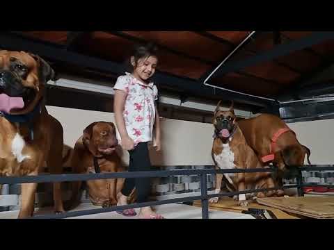 little Deetya with pets ❤ ಸಾಕುಪ್ರಾಣಿಗಳೊಂದಿಗೆ ಪುಟಾಣಿ ದೀತ್ಯಾ ಖುಷಿ