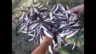 Османа рыба ловля в алматинской области